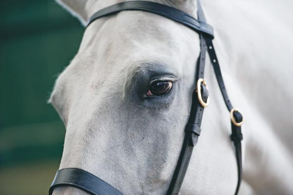 Show sidelines: news and views from the RDS