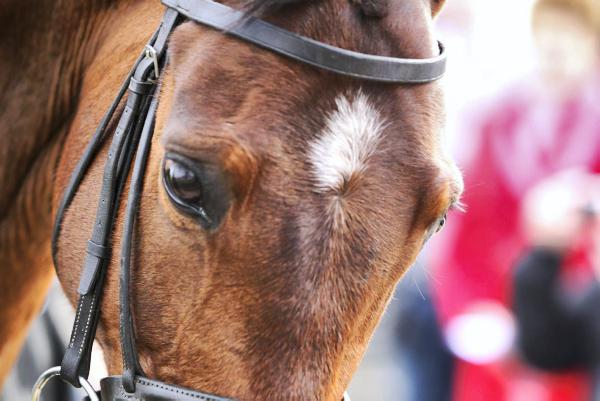 Irish mounted games team set to take on World Championships