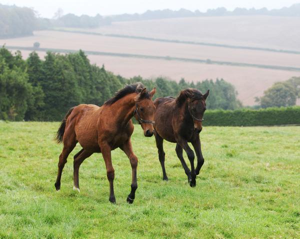Early foal handling  pays  off