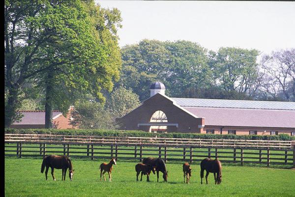 The influence of nutrition on body condition