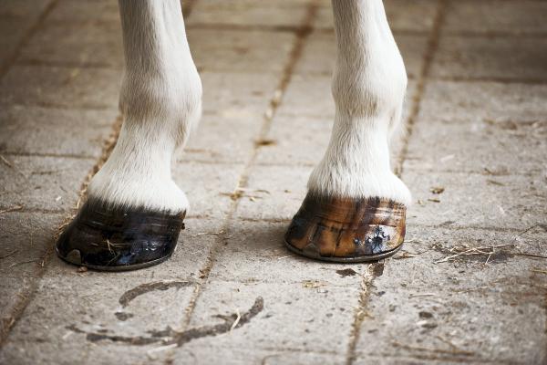 Top riders endorse Ice Vibe circulation therapy boot
